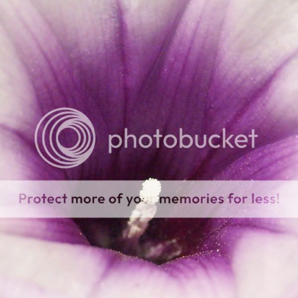 topic về những hình ảnh chụp bằng điện thoại di động - 1