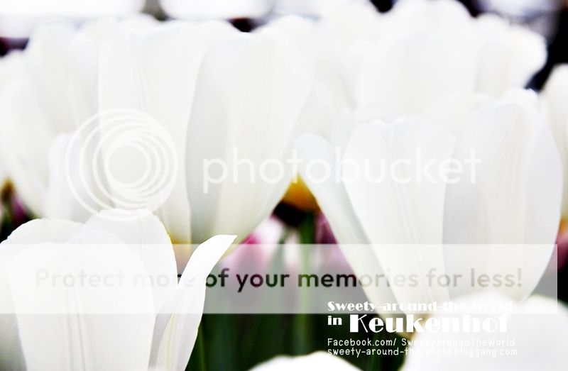 photo s8_3352_zps66fe8ba3.jpg