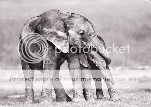 Black-White-Pictures-Animals- black and white photos of animals. Black-White-Pictures-Animals-