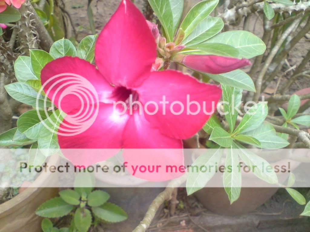 Mọi người vào giúp mình 1 tay bỏ phiếu nhé...Thanks all^_^ - 5