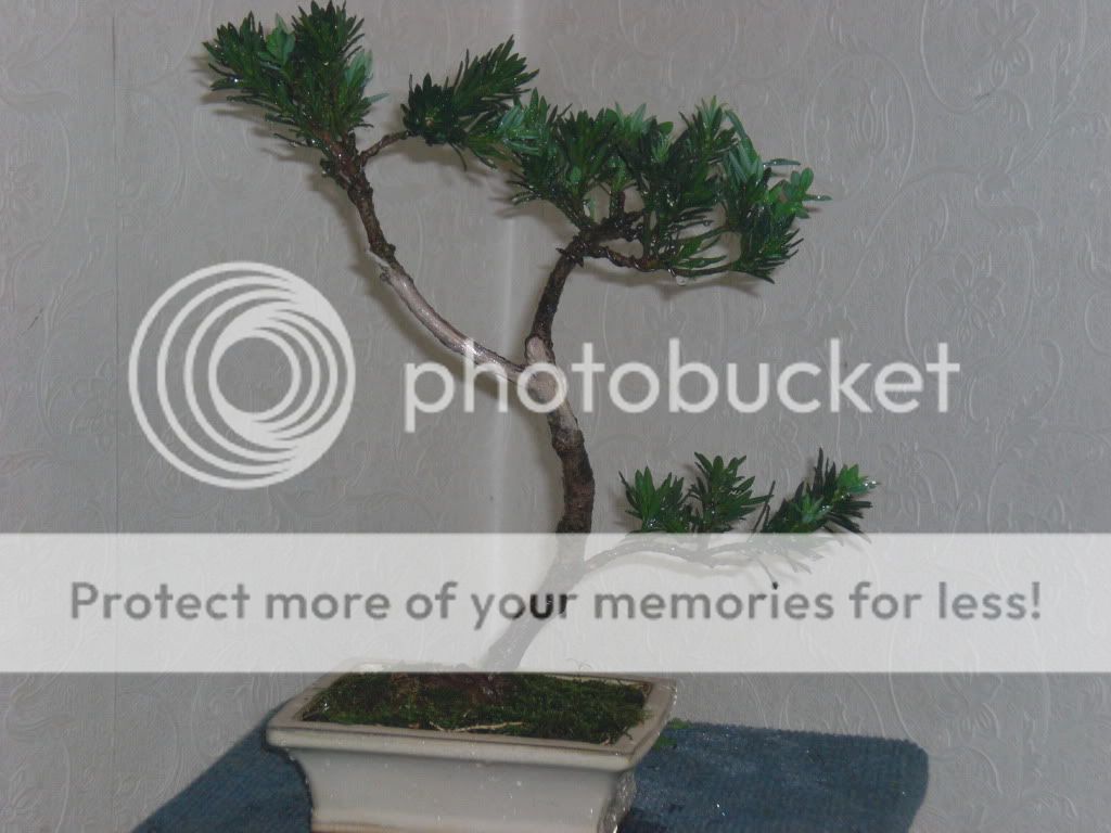 jin and shari on buddhist pine • Gardening Forum