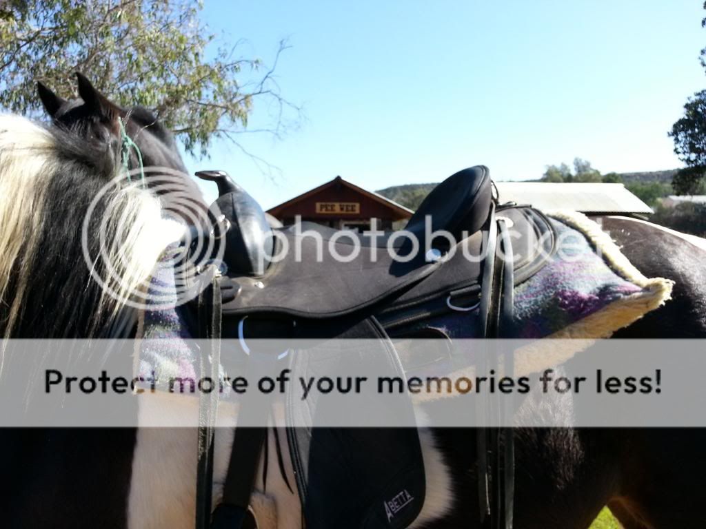 Saddle fit/Full or Semi QH Bars? Page 2 The Horse Forum