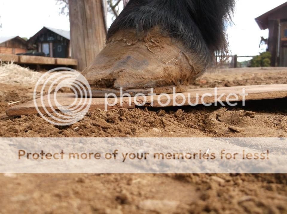 Shedding sole The Horse Forum