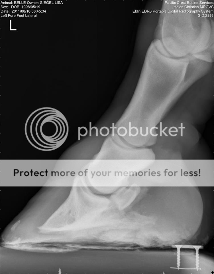 Nonexistent collateral grooves The Horse Forum