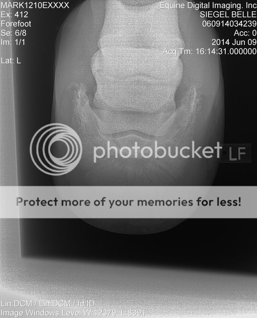 Pedal Osteitis Page 2 The Horse Forum