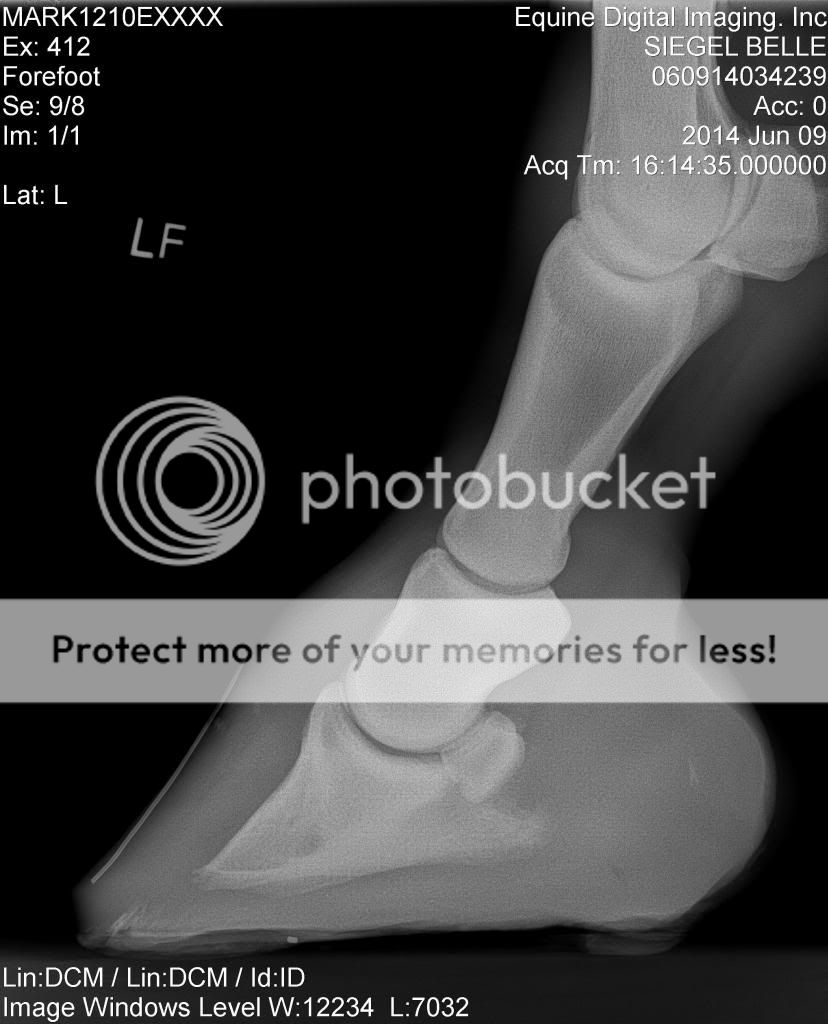 Pedal Osteitis Page 2 The Horse Forum