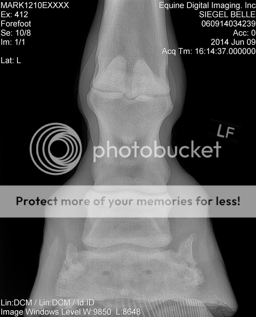 Pedal Osteitis Page 2 The Horse Forum