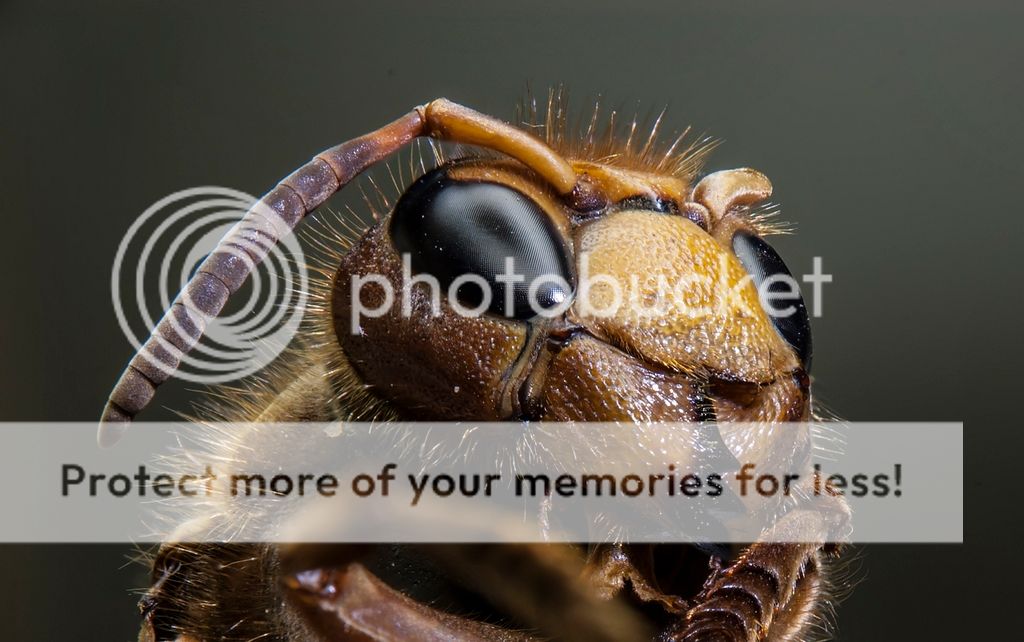 Fotografie