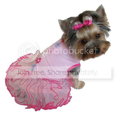 yorkie Pictures, Images and Photos