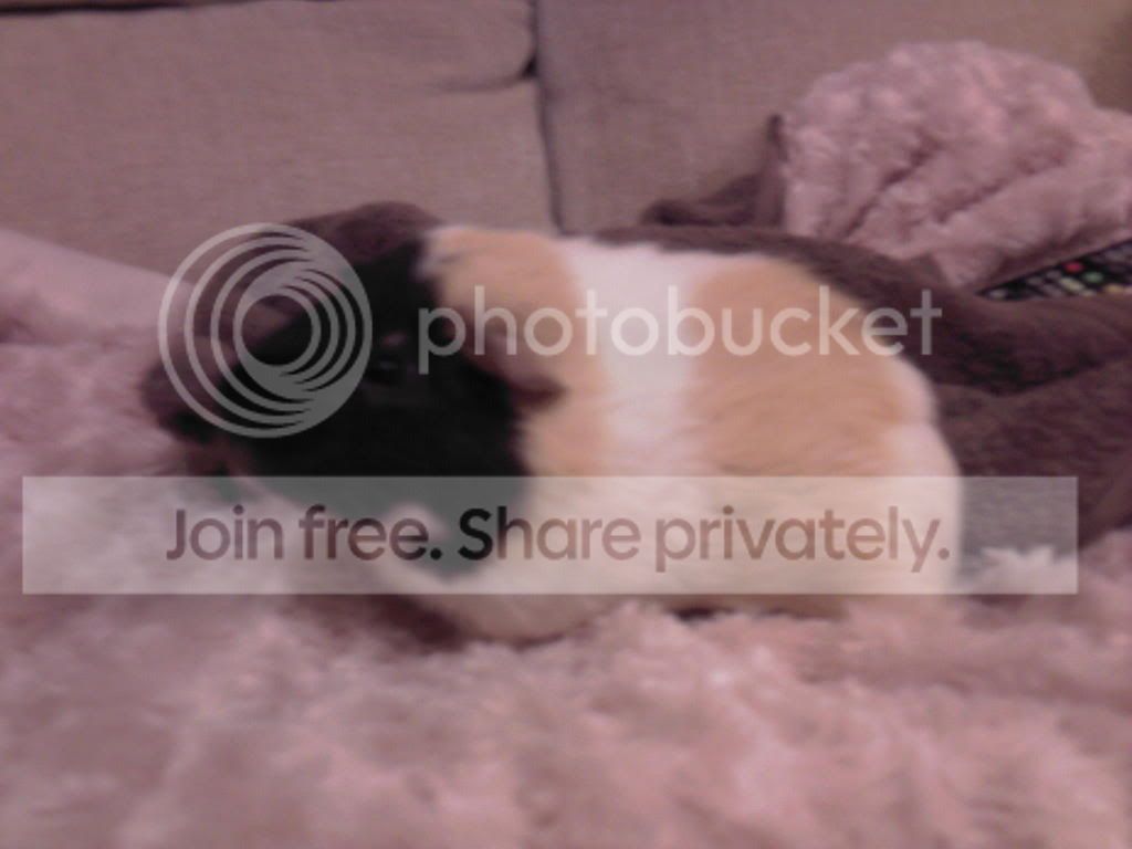 georgefluffy.jpg